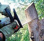 Best Tree Trimming and Pruning  in Conroe, TX