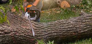 Best Lawn Renovation and Restoration  in Conroe, TX