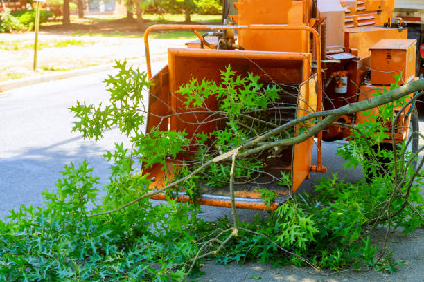 Best Aeration Services  in Conroe, TX
