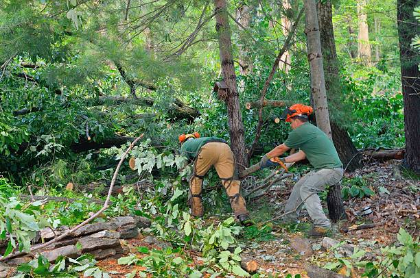 Best Utility Line Clearance  in Conroe, TX