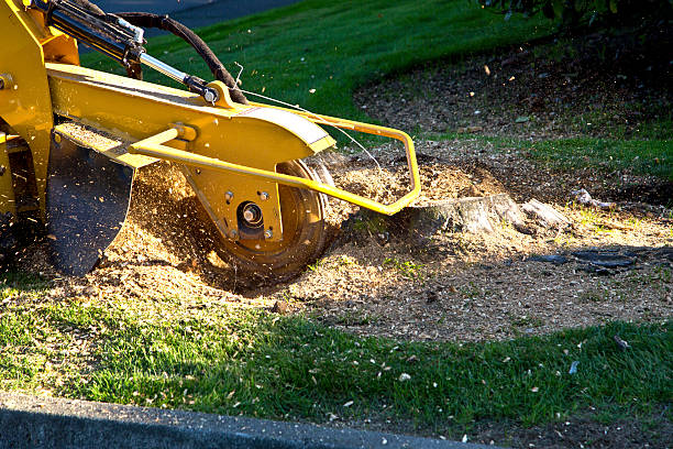 Best Arborist Consultation Services  in Conroe, TX