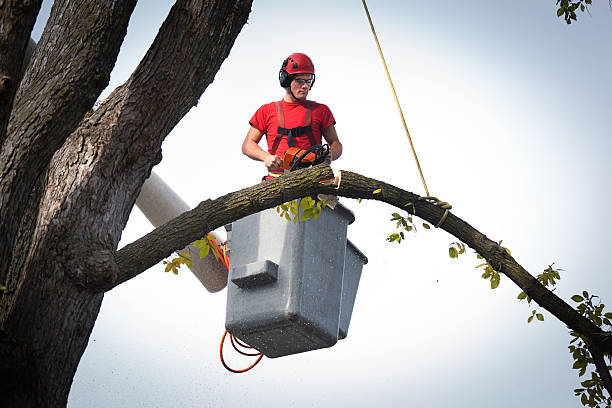 Best Lawn Dethatching  in Conroe, TX